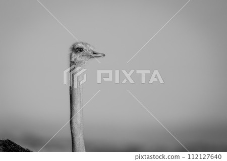 Mono close-up of male ostrich facing right 112127640