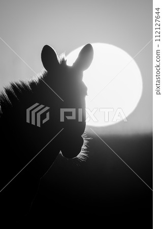 Mono close-up of zebra as sun rises 112127644