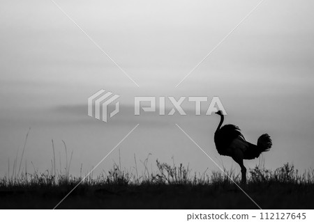 Mono common ostrich on horizon at sunrise 112127645