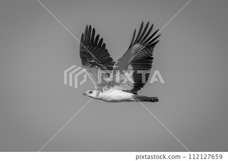 Mono juvenile martial eagle flies through sky Mono juvenile martial eagle flies through sky 112127659