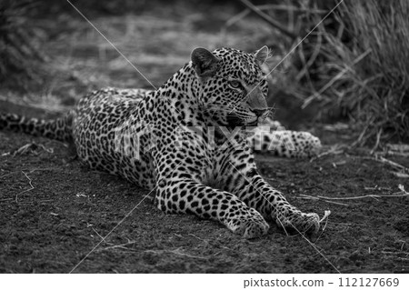 Mono leopard lies on slope staring ahead Mono leopard lies on slope staring ahead 112127669