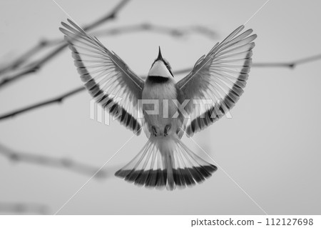 Mono little bee-eater spreads wings in flight Mono little bee-eater spreads wings in flight 112127698