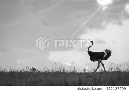 Mono male ostrich crosses horizon at dawn Mono male ostrich crosses horizon at dawn 112127709