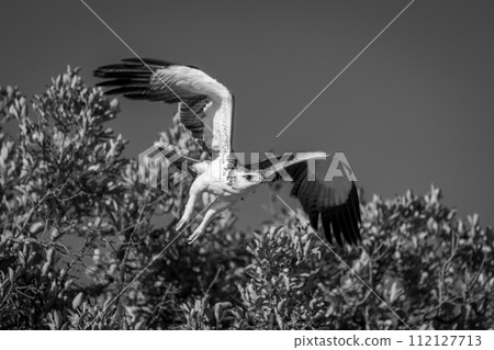 Mono martial eagle takes off from bush Mono martial eagle takes off from bush 112127713