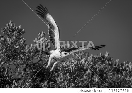 Mono martial eagle taking off from bush Mono martial eagle taking off from bush 112127716