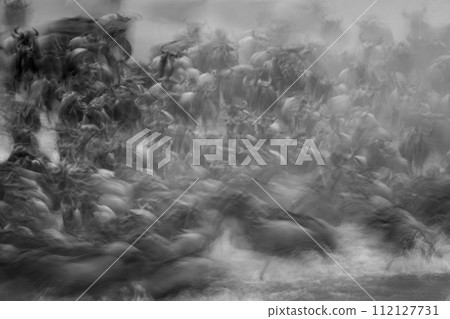 Mono slow pan of wildebeest traversing river Mono slow pan of wildebeest traversing river 112127731