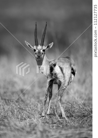 Mono Thomson gazelle stands looking to camera Mono Thomson gazelle stands looking to camera 112127735