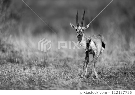 Mono Thomson gazelle stands staring to camera 112127736