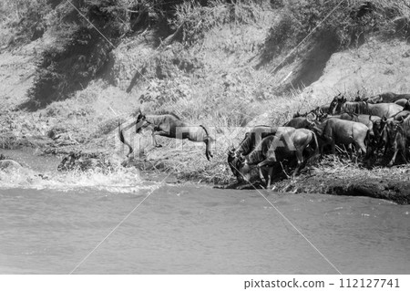 Mono wildebeest jumps into river from shore 112127741