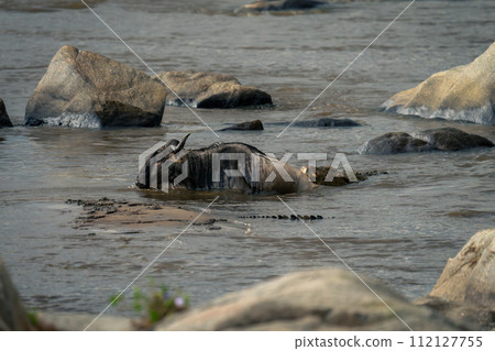 Nile crocodile biting blue wildebeest in Mara Nile crocodile biting blue wildebeest in Mara 112127755