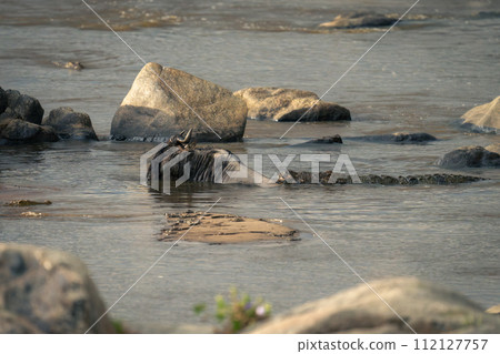 Nile crocodile catches blue wildebeest from behind 112127757