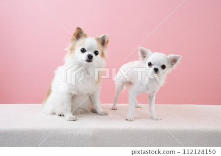 Pink back and two chihuahuas 112128150