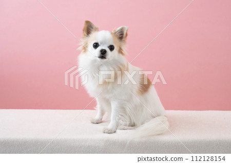 Chihuahua sitting with a pink back 112128154