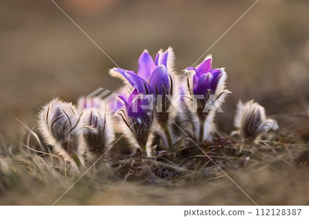 Spring flowers. Beautifully blossoming pasque flower and sun with a natural colored background. (Pulsatilla grandis) Spring flowers. Beautifully blossoming pasque flower and sun with a natural colored background. (Pulsatilla grandis) 112128387