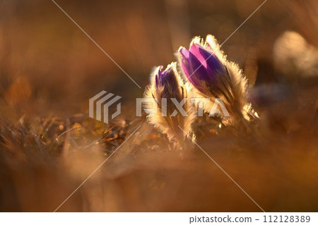 Spring flowers. Beautifully blossoming pasque flower and sun with a natural colored background. (Pulsatilla grandis) Spring flowers. Beautifully blossoming pasque flower and sun with a natural colored background. (Pulsatilla grandis) 112128389