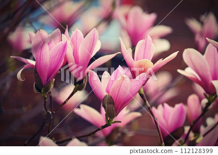 Spring background. Beautiful flowering white-pink tree - Magnolia. Spring background. Beautiful flowering white-pink tree - Magnolia. 112128399