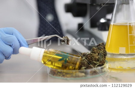 Cannabis samples on table in medical laboratory Cannabis samples on table in medical laboratory 112129029