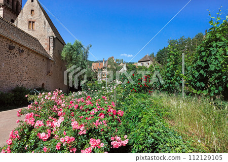 beautiful colorful flowers in Kaysersberg 112129105