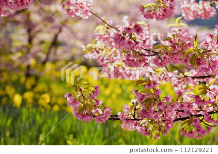 Kawazu cherry blossoms and daffodil flowers at Kaminoseki Shiroyama Historical Park 112129221