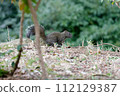 Taiwan squirrel 112129387