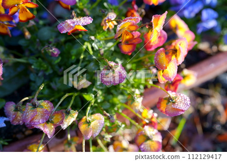 Pansy flowers Pansy flowers 112129417