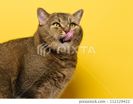 A cute adult straight-eared Scottish breed gray cat sits on a yellow background. 112129422
