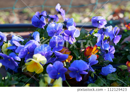 Pansy flowers Pansy flowers 112129423