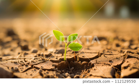 A small green sprout breaks through, growing among the cracked and dried soil without moisture. A small green sprout breaks through, growing among the cracked and dried soil without moisture. 112129550