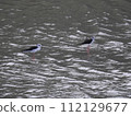 Black stilt (Okinawa) 112129677