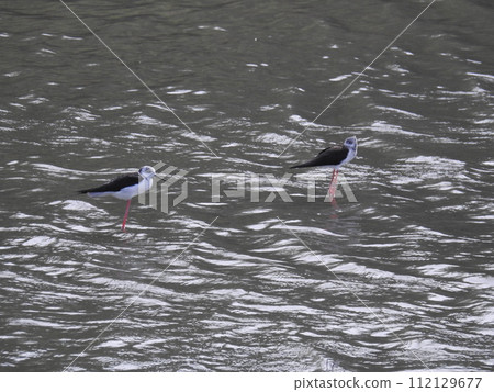 Black stilt (Okinawa) 112129677