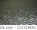 Black stilt (Okinawa) 112129681