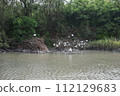 Black-faced spoonbill (Okinawa) 112129683
