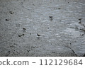 Sandpiper 112129684