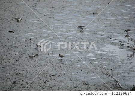 Sandpiper Sandpiper 112129684