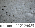 Sandpiper 112129685