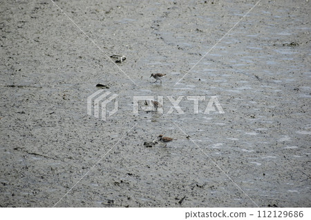 Tantalizing 112129686