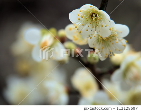 White plum blossoms blooming in February "Chaseika" White plum blossoms blooming in February "Chaseika" 112129697