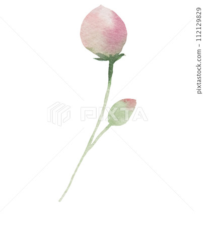 Watercolor light pink flower bud isolated illustration, floral wedding and greeting element Watercolor light pink flower bud isolated illustration, floral wedding and greeting element 112129829