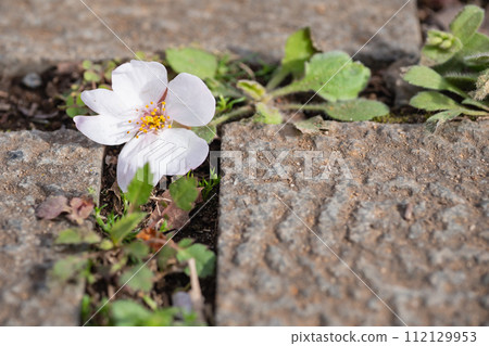 Cherry blossoms fell between the cobblestones. Spring landscape. Cherry blossoms fell between the cobblestones. Spring landscape. 112129953