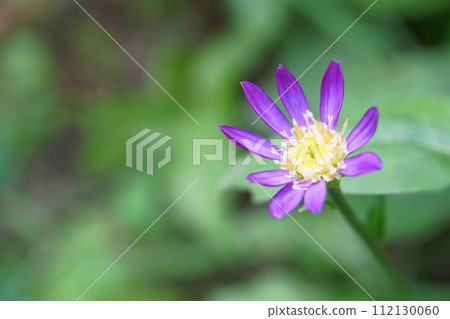 盛開在花園裡的翠菊 savatier 花 盛開在花園裡的翠菊 savatier 花 112130060