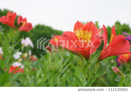 Alstroemeria flowers blooming in the garden Alstroemeria flowers blooming in the garden 112130062