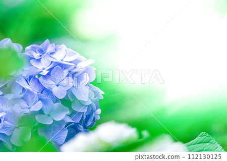 藍色繡球花和新鮮的綠色和白色背景 藍色繡球花和新鮮的綠色和白色背景 112130125