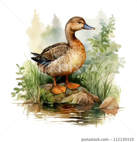 Watercolor duck and plants of lake. Hand drawn illustration Isolated on white background. Watercolor duck and plants of lake. Hand drawn illustration Isolated on white background. 112130310