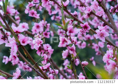 almond tree bloom almond tree bloom 112130317