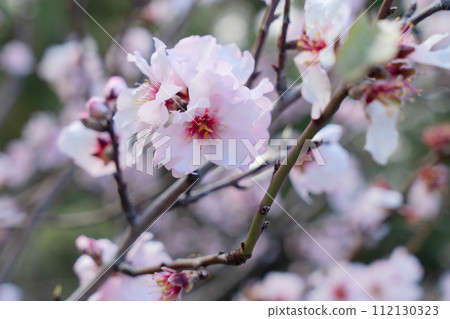 almond tree bloom 112130323