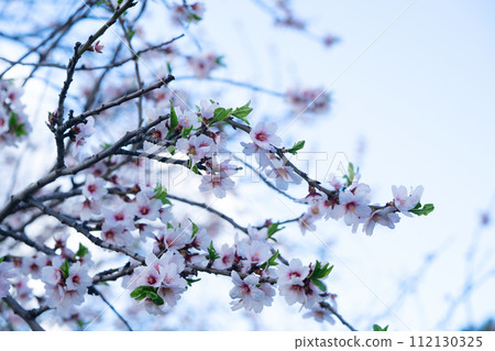 almond tree bloom almond tree bloom 112130325