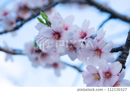 almond tree bloom almond tree bloom 112130327
