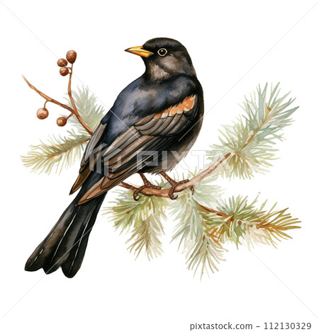 Watercolor Red winged Blackbird sitting on the pine tree. Illustration on a white background 112130329