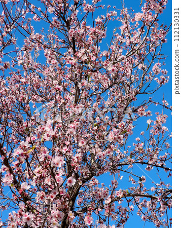 almond tree bloom 112130331