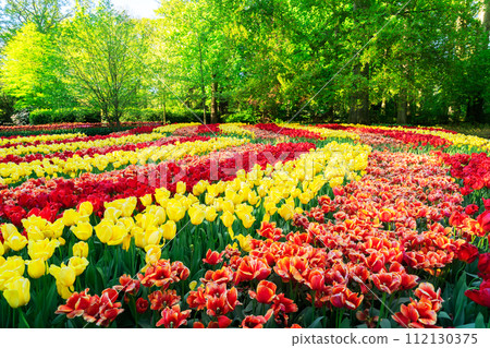 fresh lawn with flowers fresh lawn with flowers 112130375